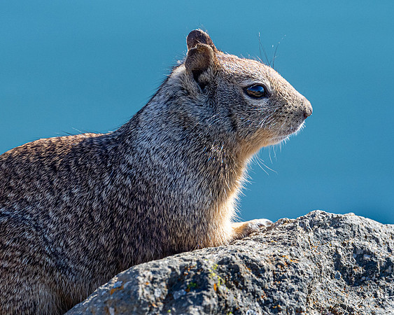 MorroBay20200127_0366