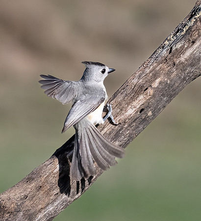 Black-crested Titmouse _DSC7246-Edit