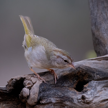 Olive Sparrow _DSC6952-Edit