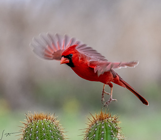 Northern Cardinal Male      _DSC1858-Edit