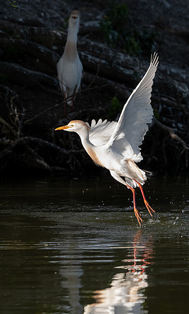 Cattle Egret Galveston TX-County Parks 20210508_0101-Edit
