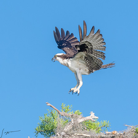 BlueCypressLake20190412_0628