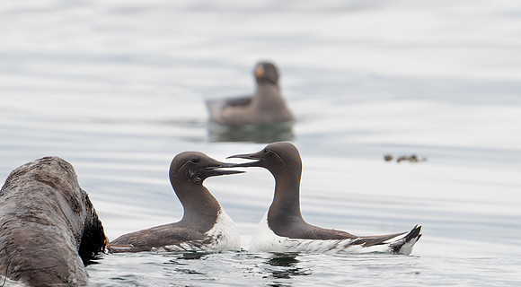 Common Murre Breeding Adul SanJuanIsland WA 20210527