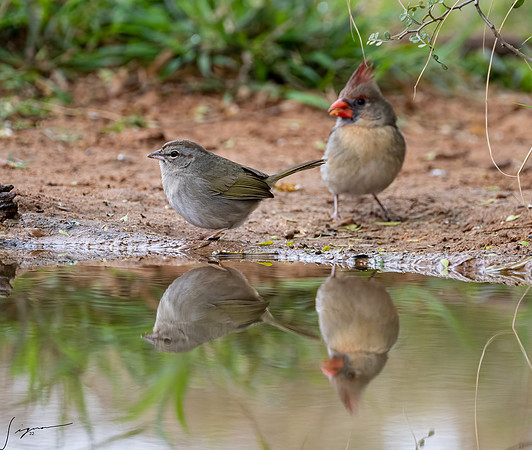 Olive Sparrow Northern Cardinal _DSC9515-Edit