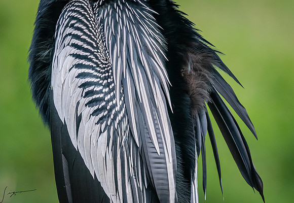 Anhinga CircleBBarReserve20190414_0496