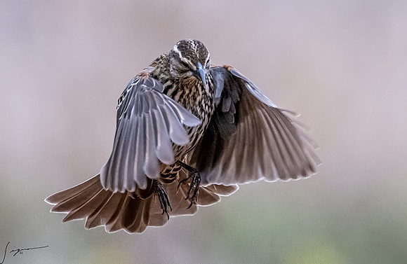 Female Red-winged Blackbird _DSC1927-Edit