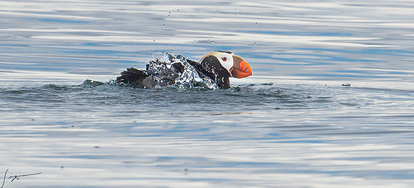 Tufted Puffin Breeding Adult SanJuanIsland WA 20210527_0399