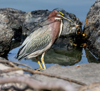 Edinburg Wetlands 20220306