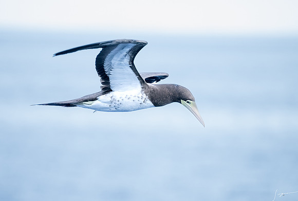 20250108SeaDay_2276-Edit