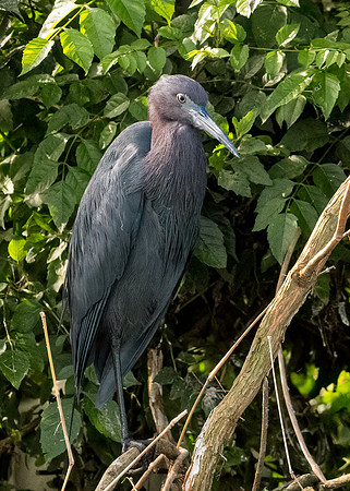 Little Blue Heron Galveston TX-County Parks 20210508_0241-Edit