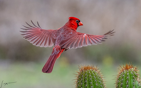 Northern Cardinal Male      _DSC3083-Edit