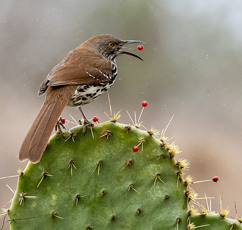 Curve-billed Thraser _DSC0226