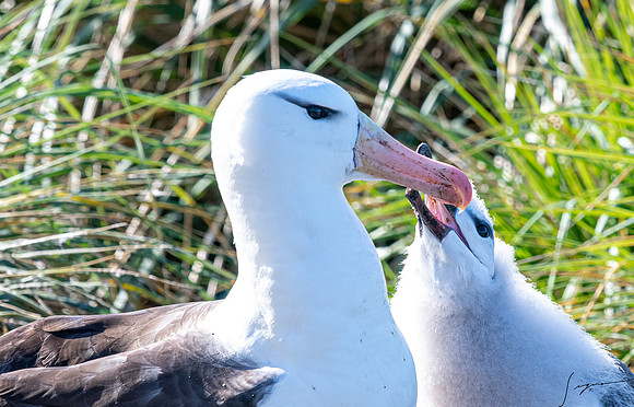 Black-browed Albatross FalklandIslandsWestPointIsland20200316_0297