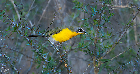 Yellow-breasted Chat LaLomitaRanch20210502_1011-Edit