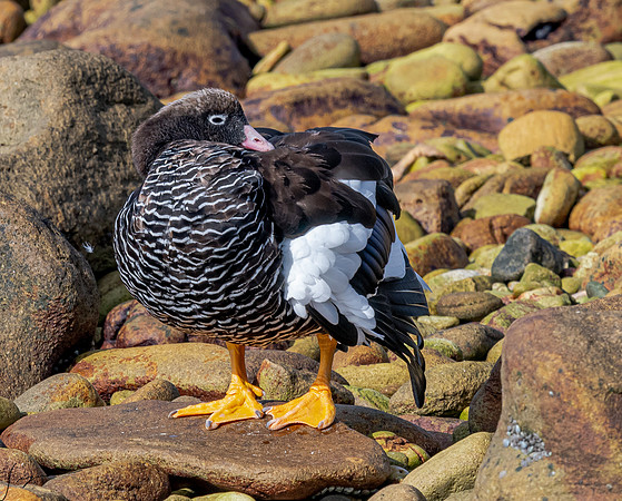 Kelp Goose Female FalklandIslandsWestPointIsland20200316_1215