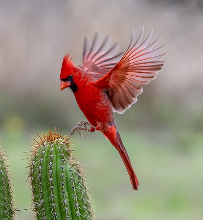 Northern Cardinal Male      _DSC1798-Edit