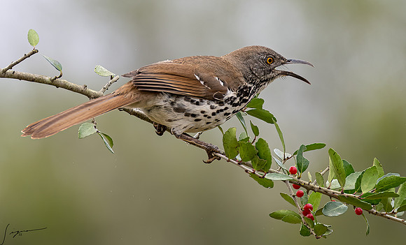 Curve-billed Thrasher _DSC9547-Edit