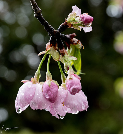 20250304AburatsuJapan_0466-Edit