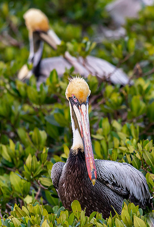 BrownPelicanBreedingAdultAtlanticRobertsBay20190330_0016