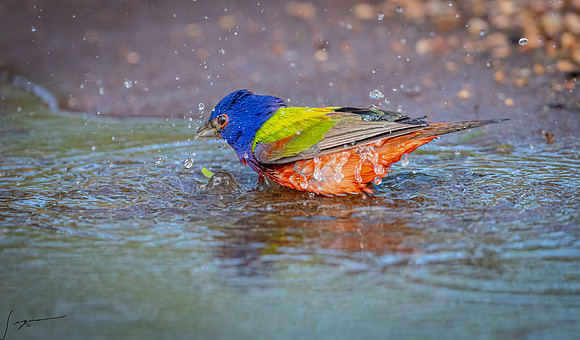 Painted Bunting Male LaLomitaRanch20210501_0808-Edit
