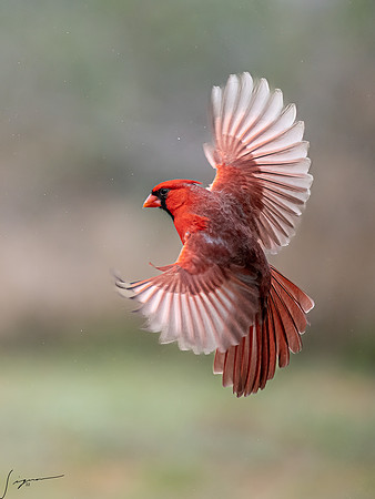 Northern Cardinal Male      _DSC0584-Edit