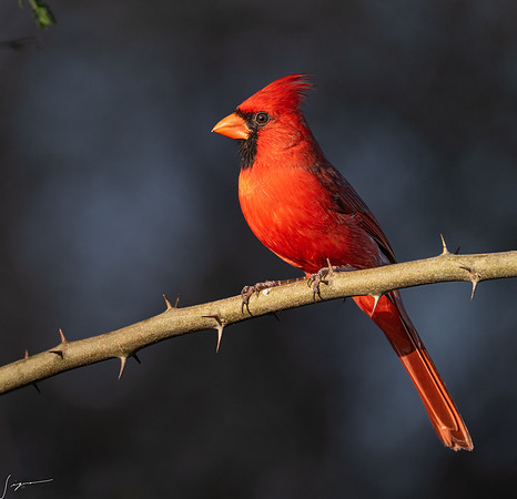 Northern Cardinal Male      _DSC8022-Edit