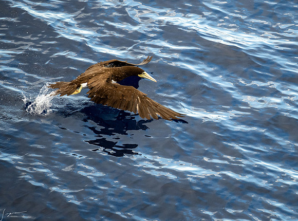 20250108SeaDay_0091