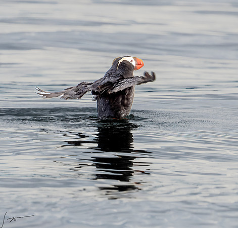 Tufted Puffin Breeding Adult SanJuanIsland WA 20210527_0432