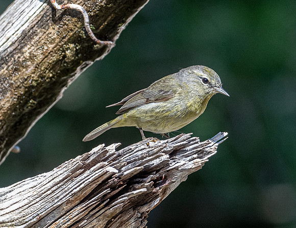 Orange-crowned Warbler LaLomitaRanch20210501_0094