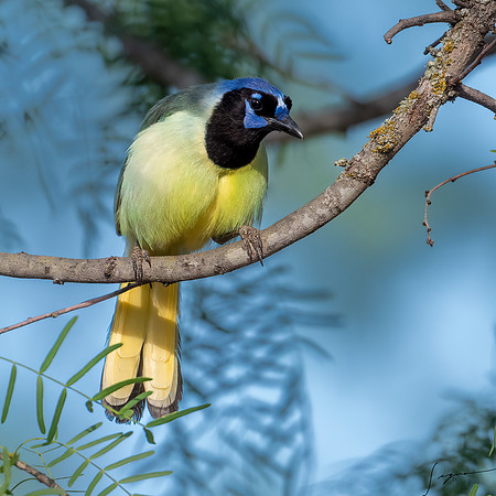 Green Jay LaLomitaRanch20210501_0987-Edit
