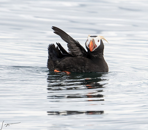 Tufted Puffin Breeding Adult SanJuanIsland WA 20210527_0491