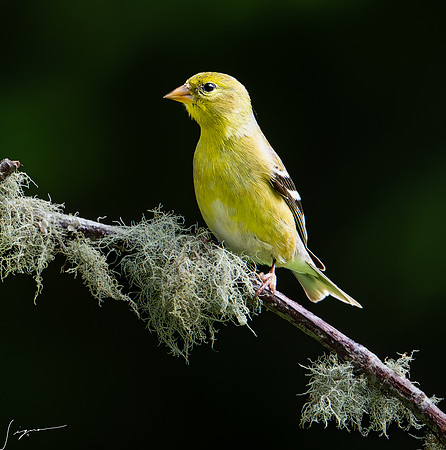 American Goldfinch Breeding Female GambleYard20210525_0046-NEF_DxO_DeepPRIME