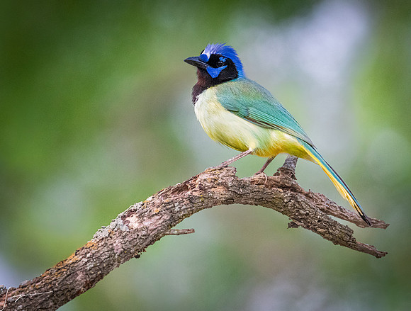 Green Jay LaLomitaRanch20210501_1101