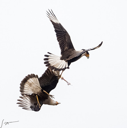 Crested Caracara Adult     _DSC4678-Edit