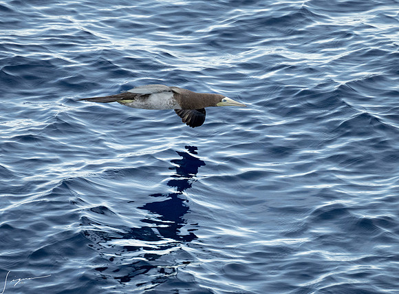 20250108SeaDay_1305