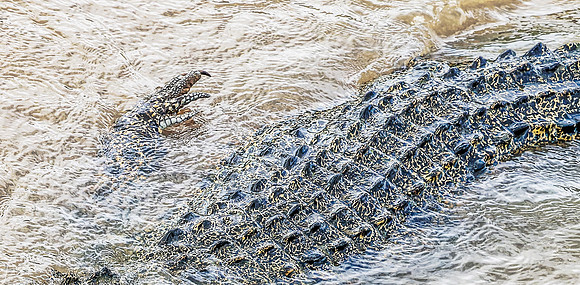 20250122DarwinAustralia_1400_DxO