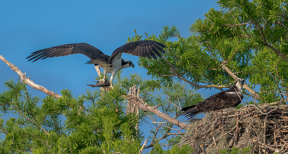 BlueCypressLake20190411_0510-Edit
