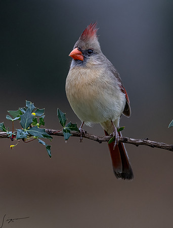 Northern Cardinal Female  _DSC8213-Edit