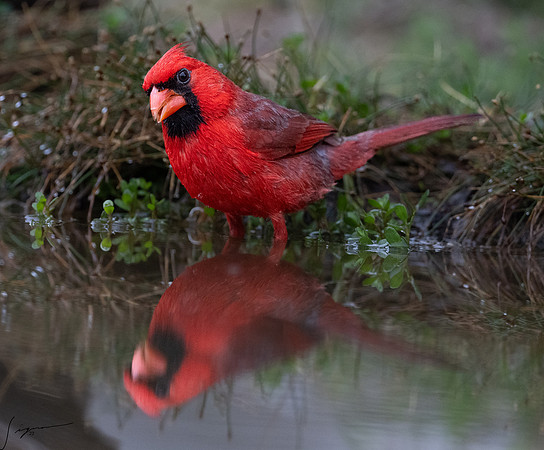 Northern Cardinal Male _DSC7341