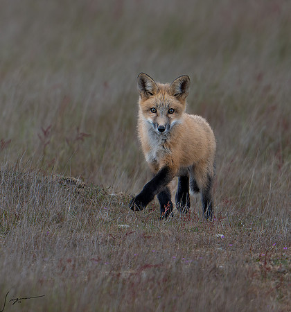 Red Fox Kit SanJuanIsland WA 20210527_0020