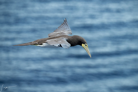 20250108SeaDay_0722