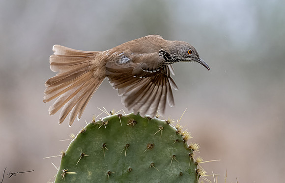 Curve-billed Thrasher _DSC0014-Edit