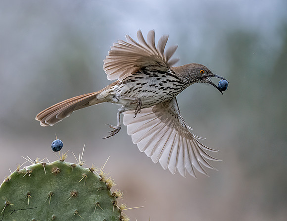 Curve-billed Thrasher _DSC9999-Edit