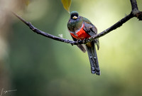 Paraiso Quetzal Lodge 0729