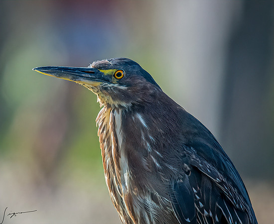 GreenHeronJuvenile SarasotaCeleryFields20190328_0000-Edit