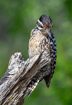 Ladder-backed Woodpecker Female LaLomitaRanch20210501_0499