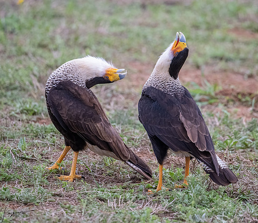 Crested Caracara Adult     _DSC5466-Edit