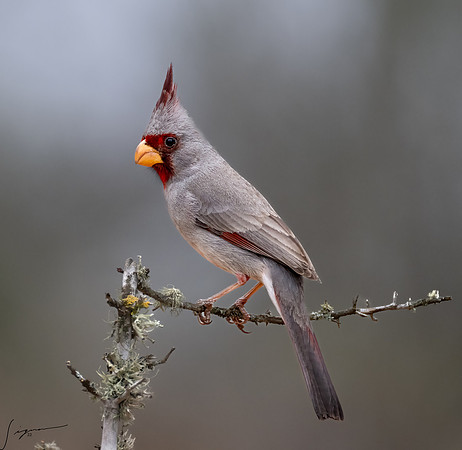 Pyrrhuloxia Female  _DSC7089-Edit