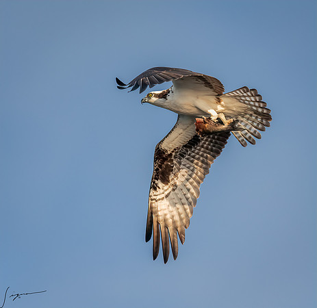 BlueCypressLake20190411_0459-Edit