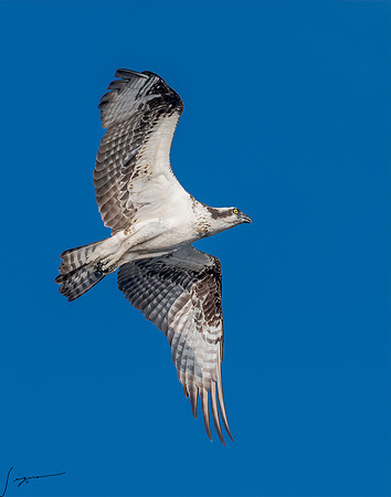 BlueCypressLake20190411_0104-Edit